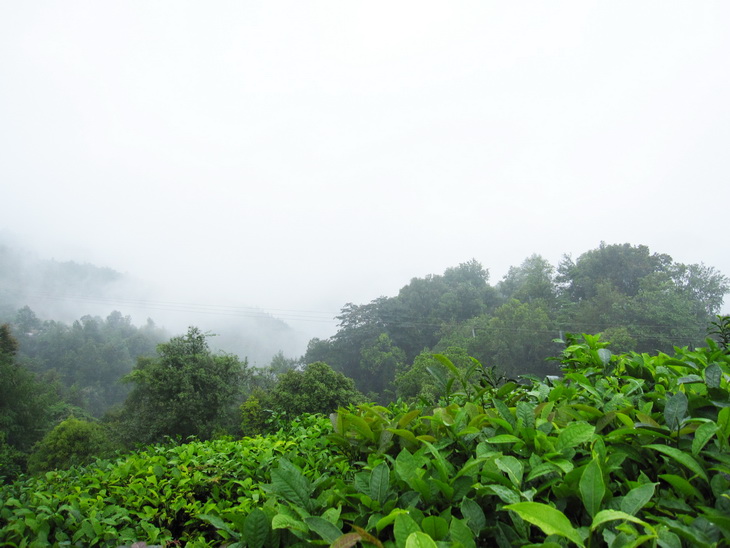 高山茶园