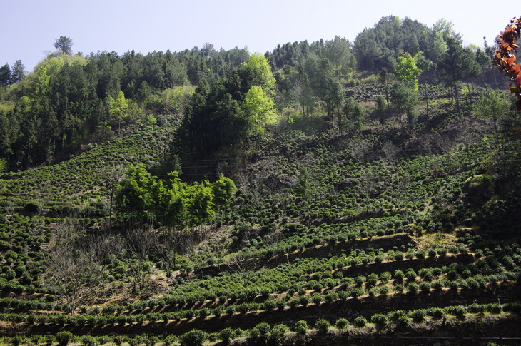 镇安高山茶茶园